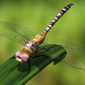 81313 Южанина Наталья