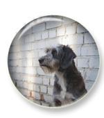 Подвалъ бродячей собаки